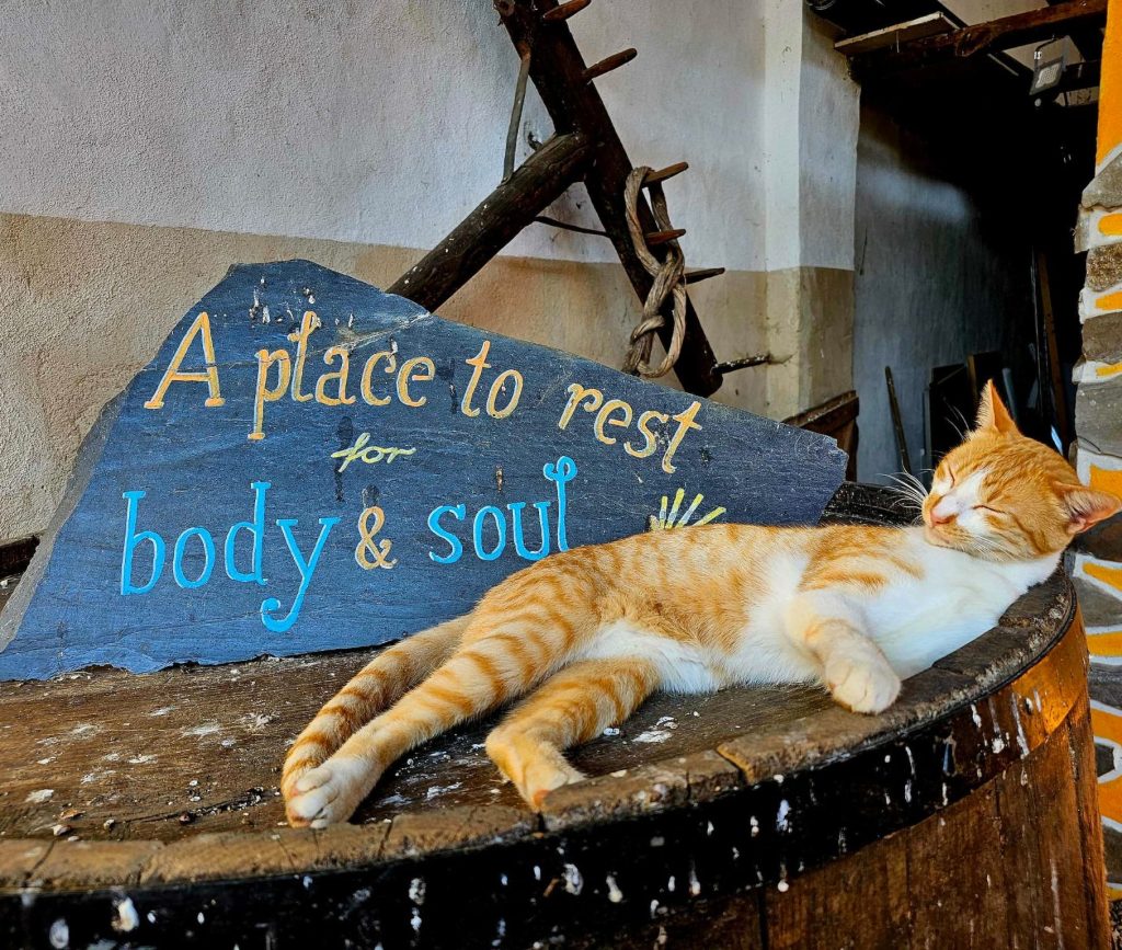 katze1